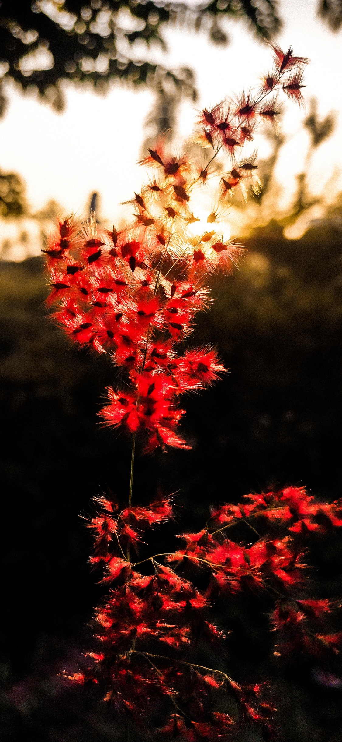 Nature, Leaf, Flower, Plant, Botany. Wallpaper in 1125x2436 Resolution