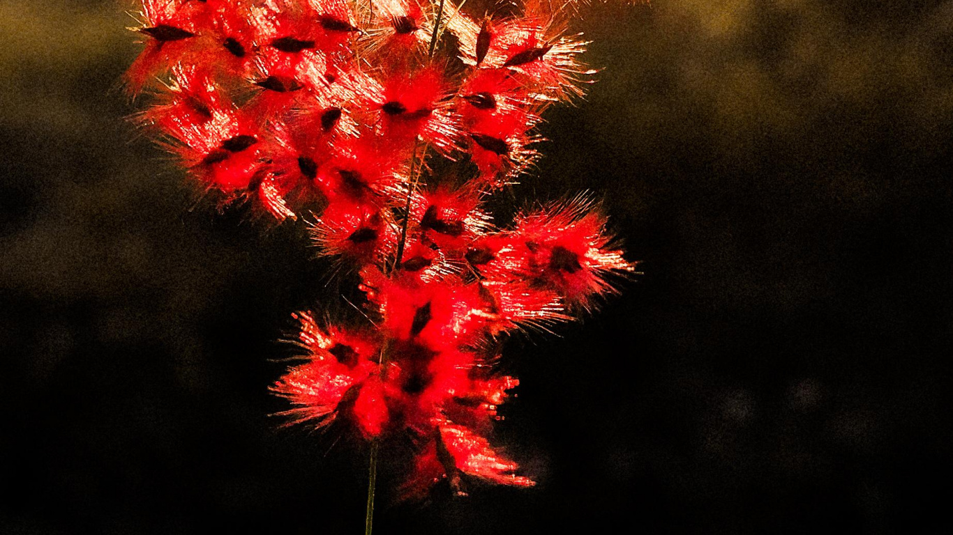 Nature, Leaf, Flower, Plant, Botany. Wallpaper in 1366x768 Resolution