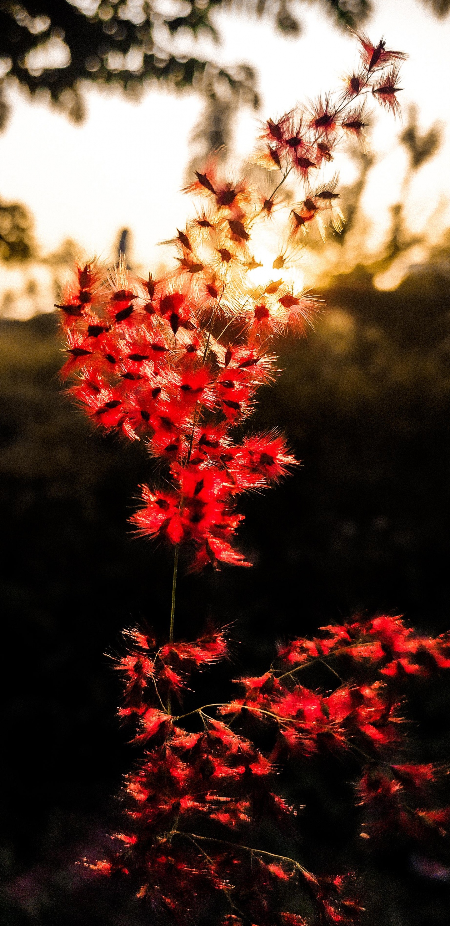 Nature, Leaf, Flower, Plant, Botany. Wallpaper in 1440x2960 Resolution