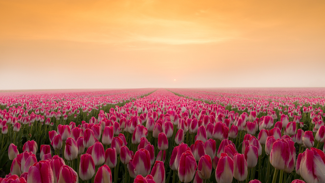 Purple and White Flower Field During Daytime. Wallpaper in 1366x768 Resolution
