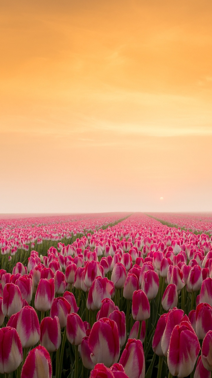 Purple and White Flower Field During Daytime. Wallpaper in 720x1280 Resolution