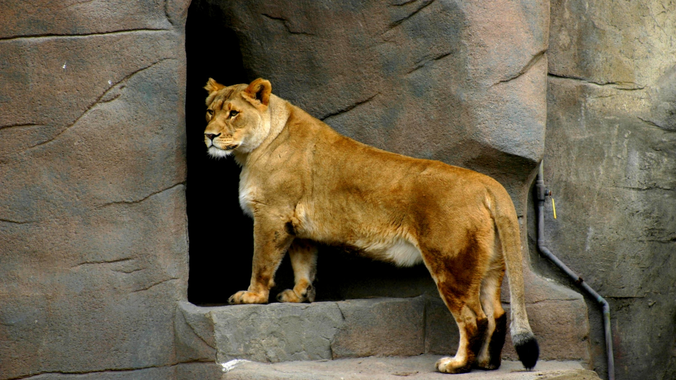 Lionne Brune Debout Sur un Sol en Béton Gris Pendant la Journée. Wallpaper in 1366x768 Resolution