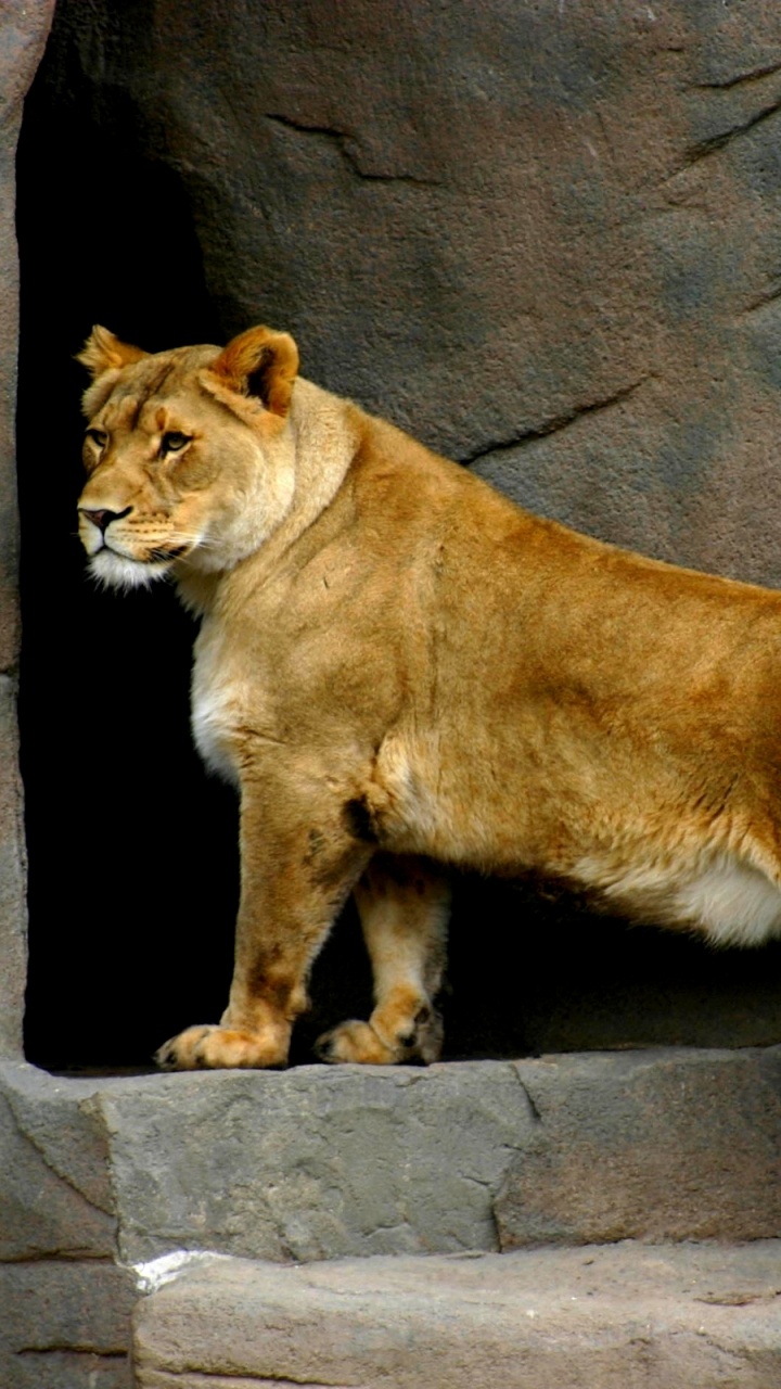 Lionne Brune Debout Sur un Sol en Béton Gris Pendant la Journée. Wallpaper in 720x1280 Resolution