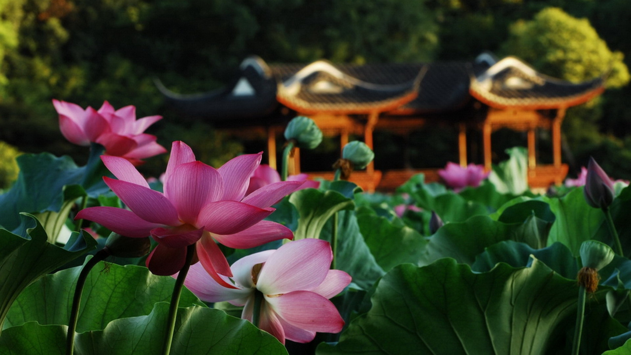 显花植物, 莲家庭, 莲花, 莲, 植物园 壁纸 1280x720 允许