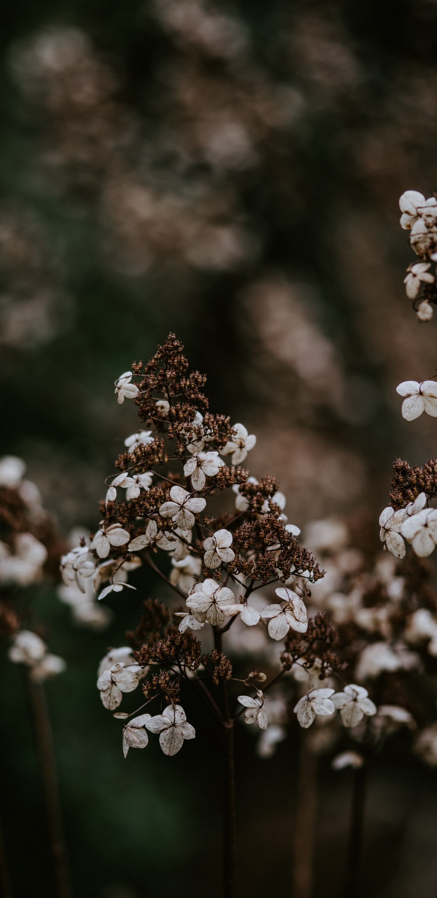 弹簧, 开花, 显花植物, 野花, 多年生植物 壁纸 1440x2960 允许