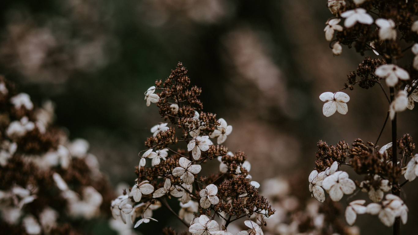 Printemps, la Floraison de la Plante, Sauvages, Plante Vivace, Hiver. Wallpaper in 1366x768 Resolution