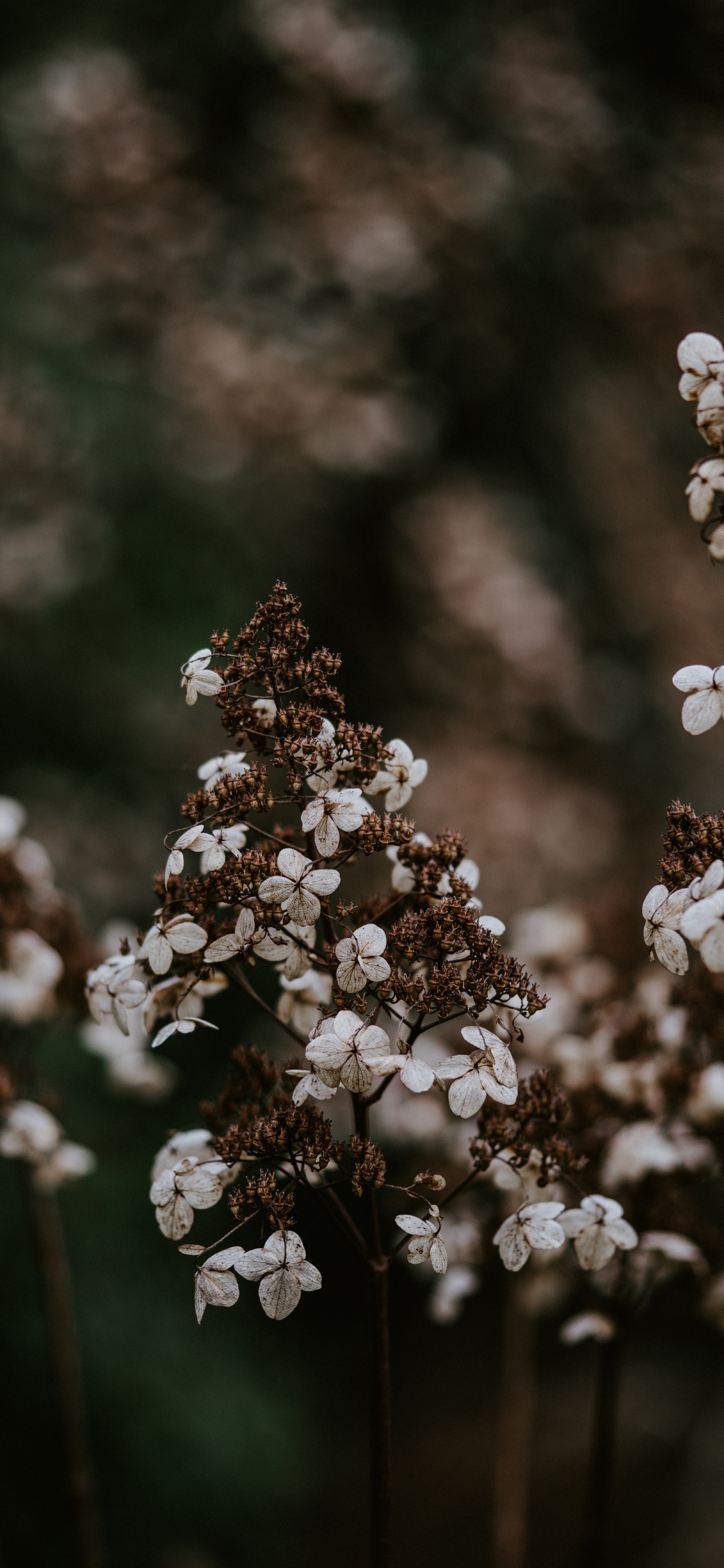 Primavera, la Floración de la Planta, Flores Silvestres, Planta Perenne, Invierno. Wallpaper in 1125x2436 Resolution
