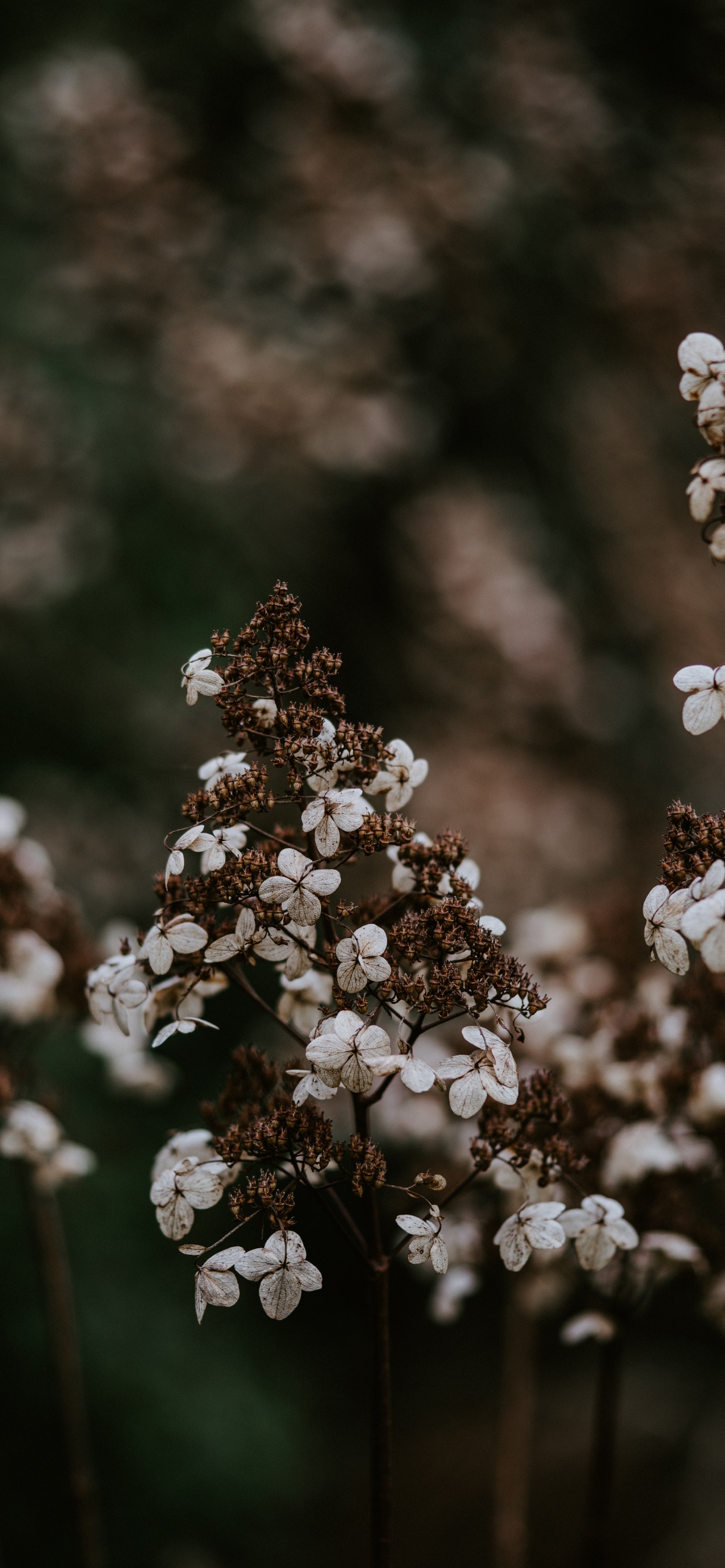 Flower, Spring, Plant, Blossom, Flowering Plant. Wallpaper in 1242x2688 Resolution