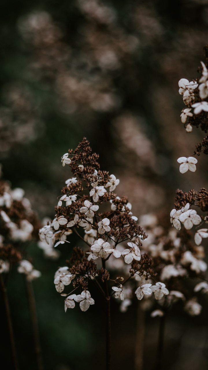 Flower, Spring, Plant, Blossom, Flowering Plant. Wallpaper in 720x1280 Resolution