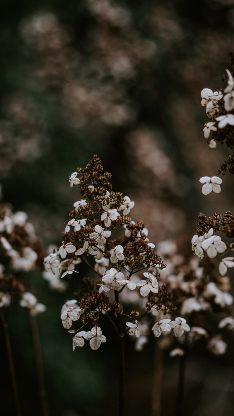 Flower, Spring, Plant, Blossom, Flowering Plant. Wallpaper in 750x1334 Resolution