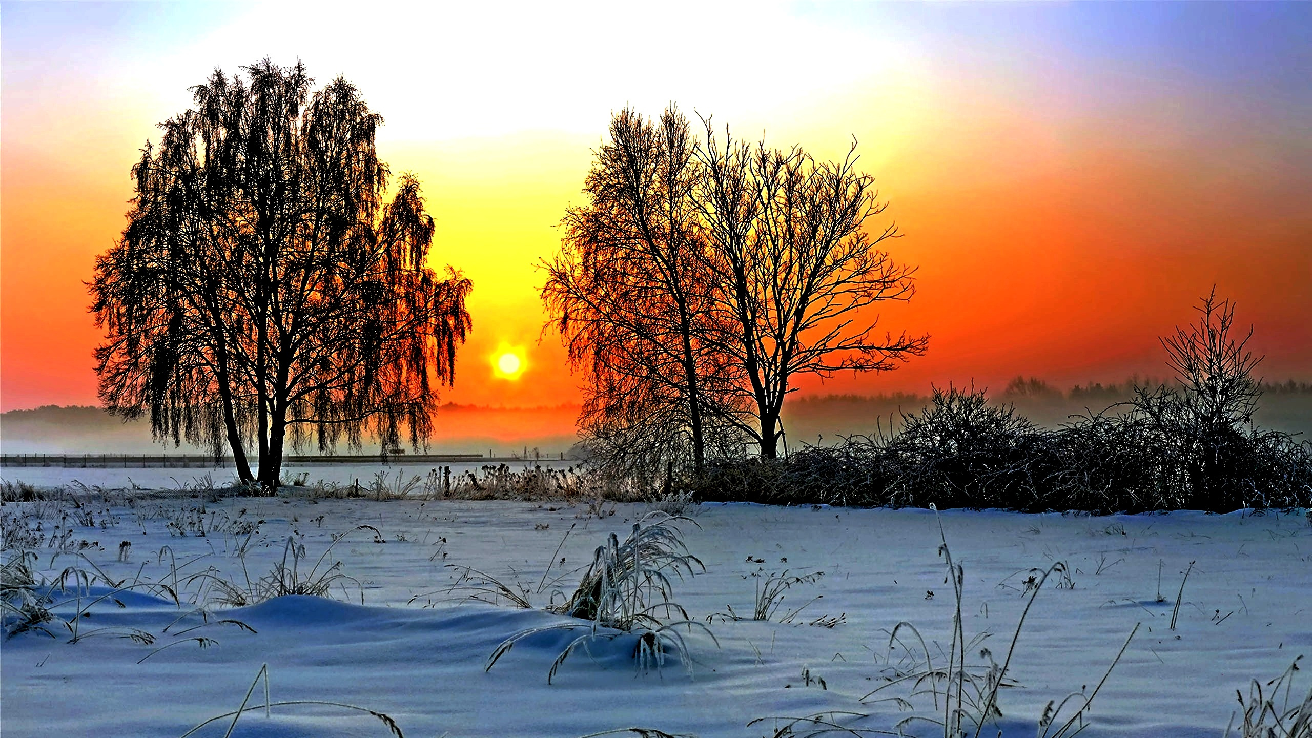 Arbres Sans Feuilles Sur Sol Couvert de Neige Pendant le Coucher du Soleil. Wallpaper in 2560x1440 Resolution