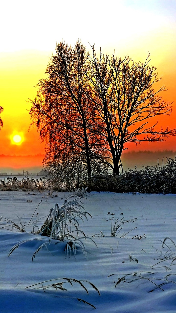Arbres Sans Feuilles Sur Sol Couvert de Neige Pendant le Coucher du Soleil. Wallpaper in 720x1280 Resolution