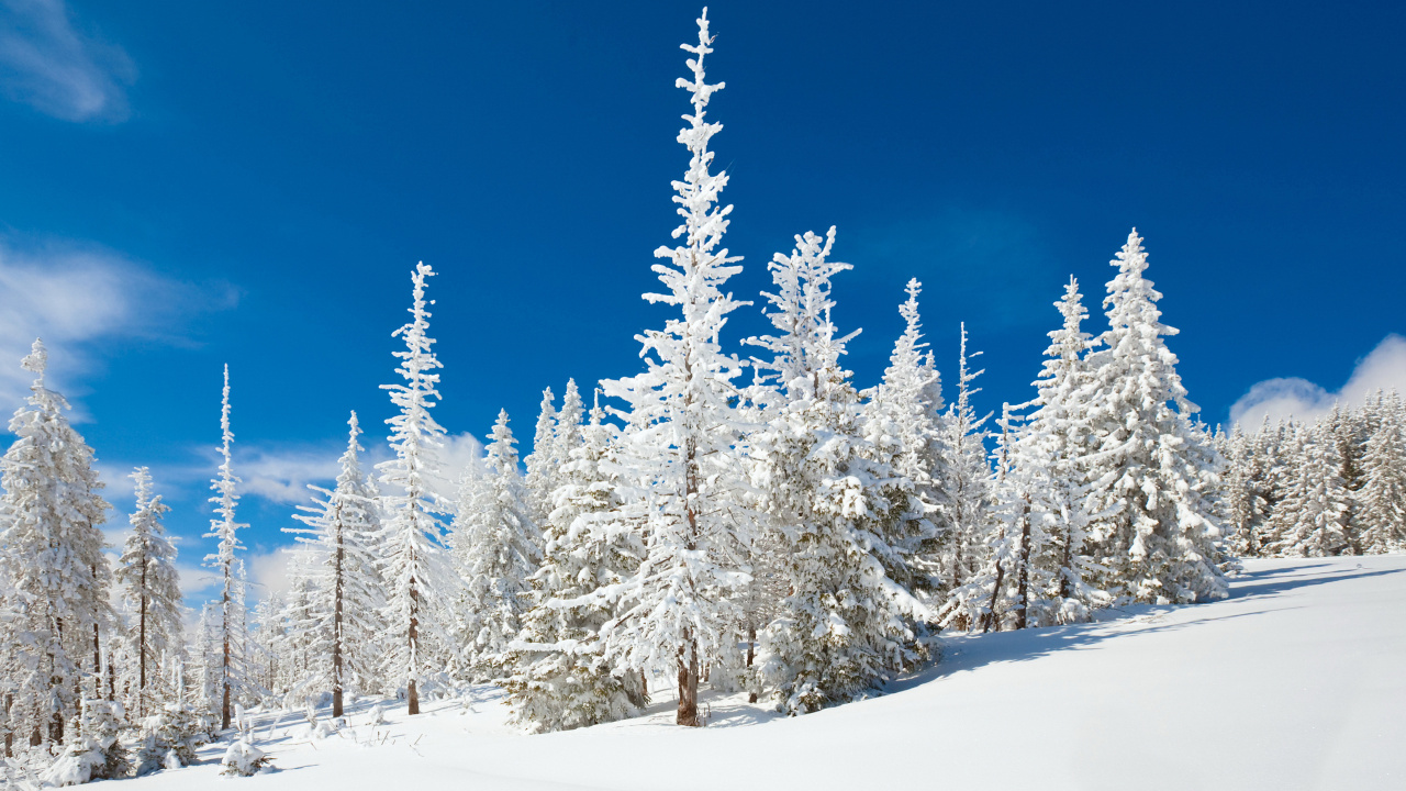 Pinos Cubiertos de Nieve Durante el Día. Wallpaper in 1280x720 Resolution