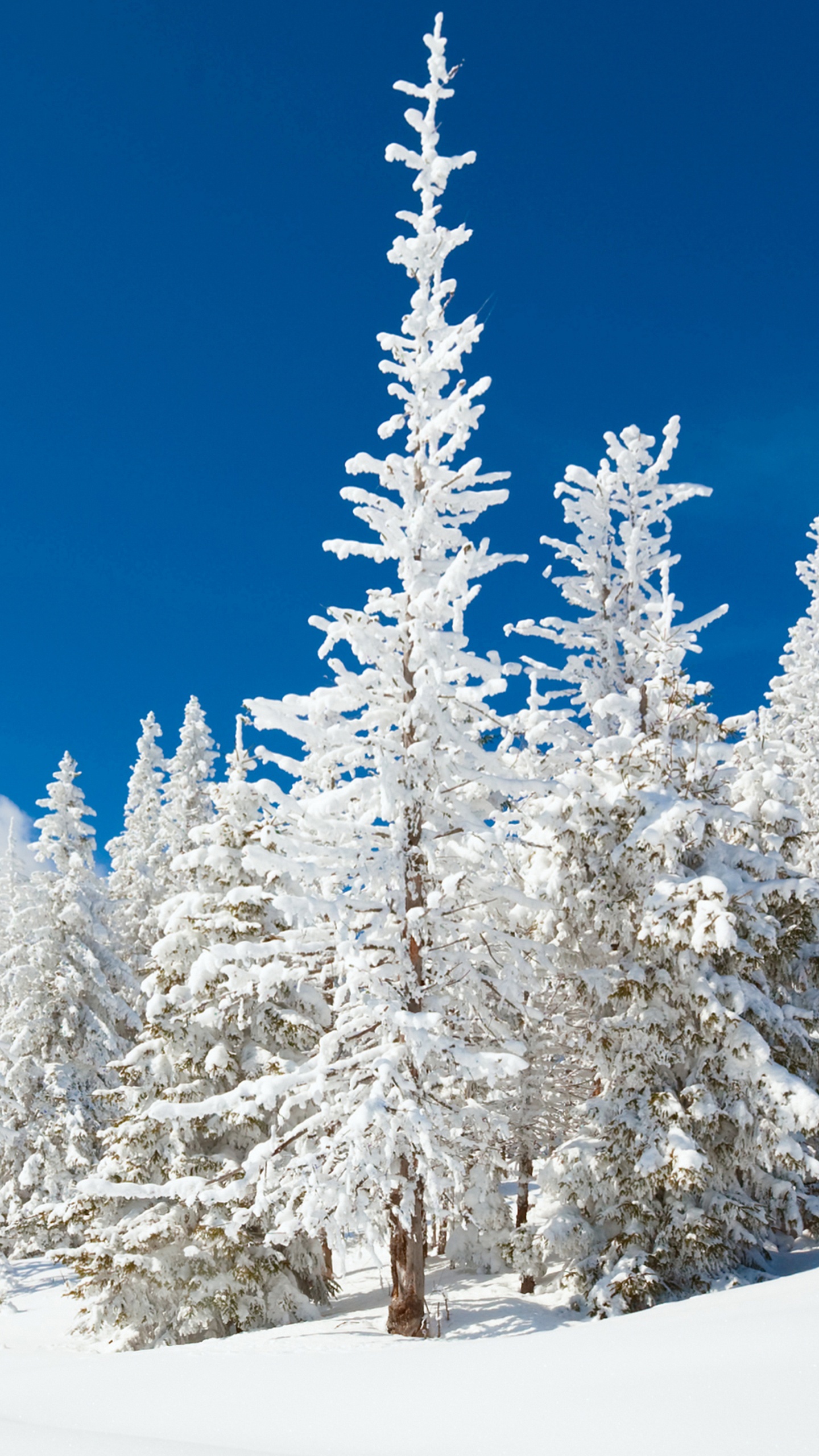 Pinos Cubiertos de Nieve Durante el Día. Wallpaper in 1440x2560 Resolution