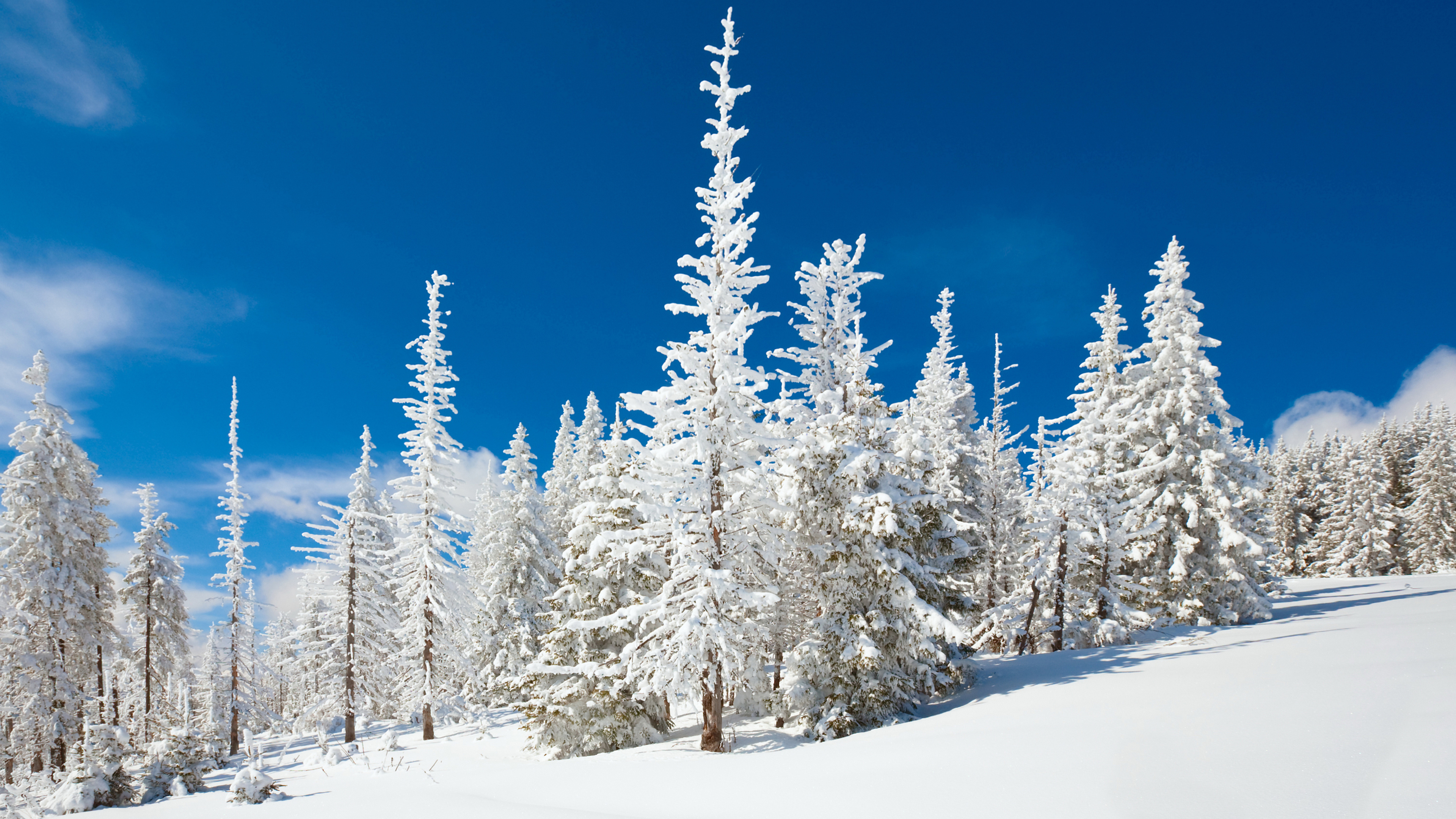 Pinos Cubiertos de Nieve Durante el Día. Wallpaper in 3840x2160 Resolution