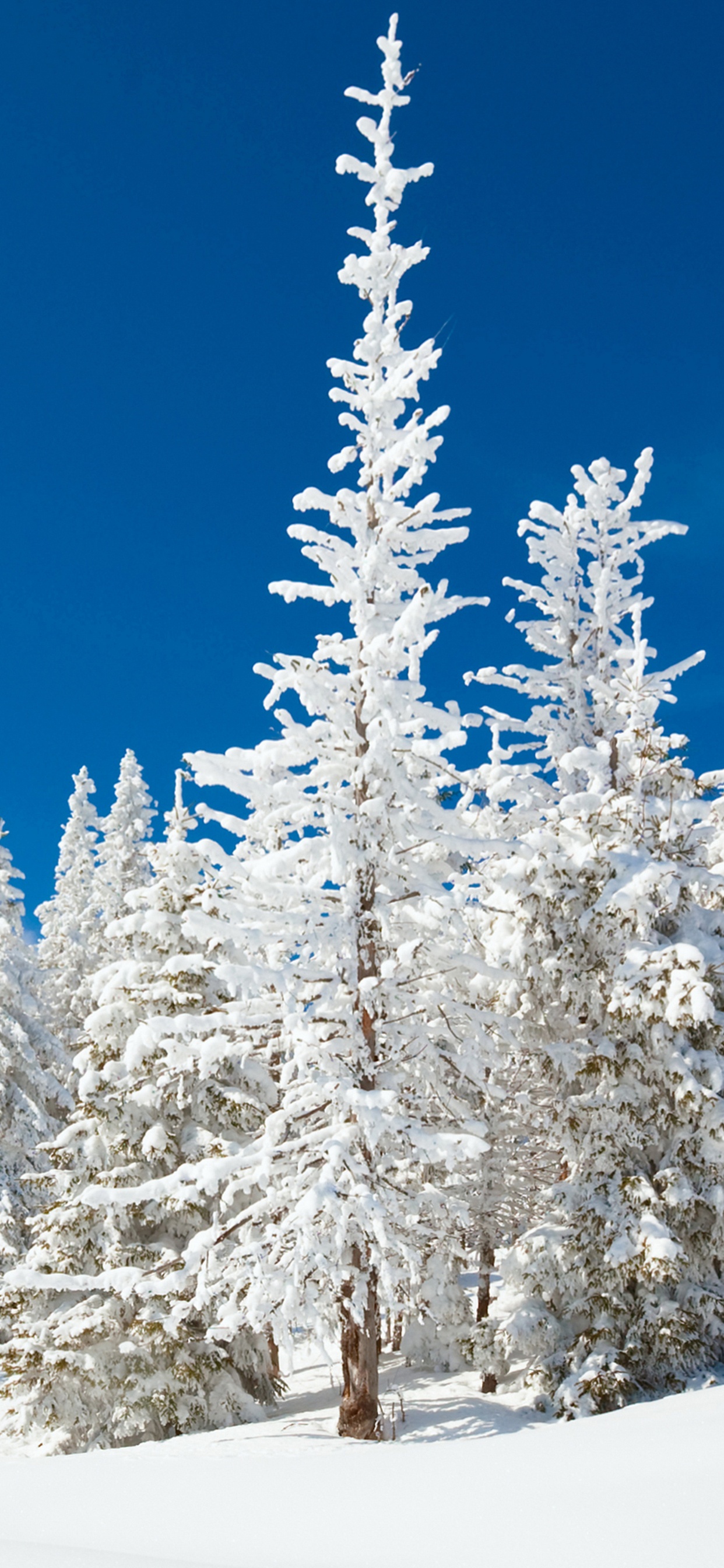 Schneebedeckte Kiefern Tagsüber. Wallpaper in 1242x2688 Resolution