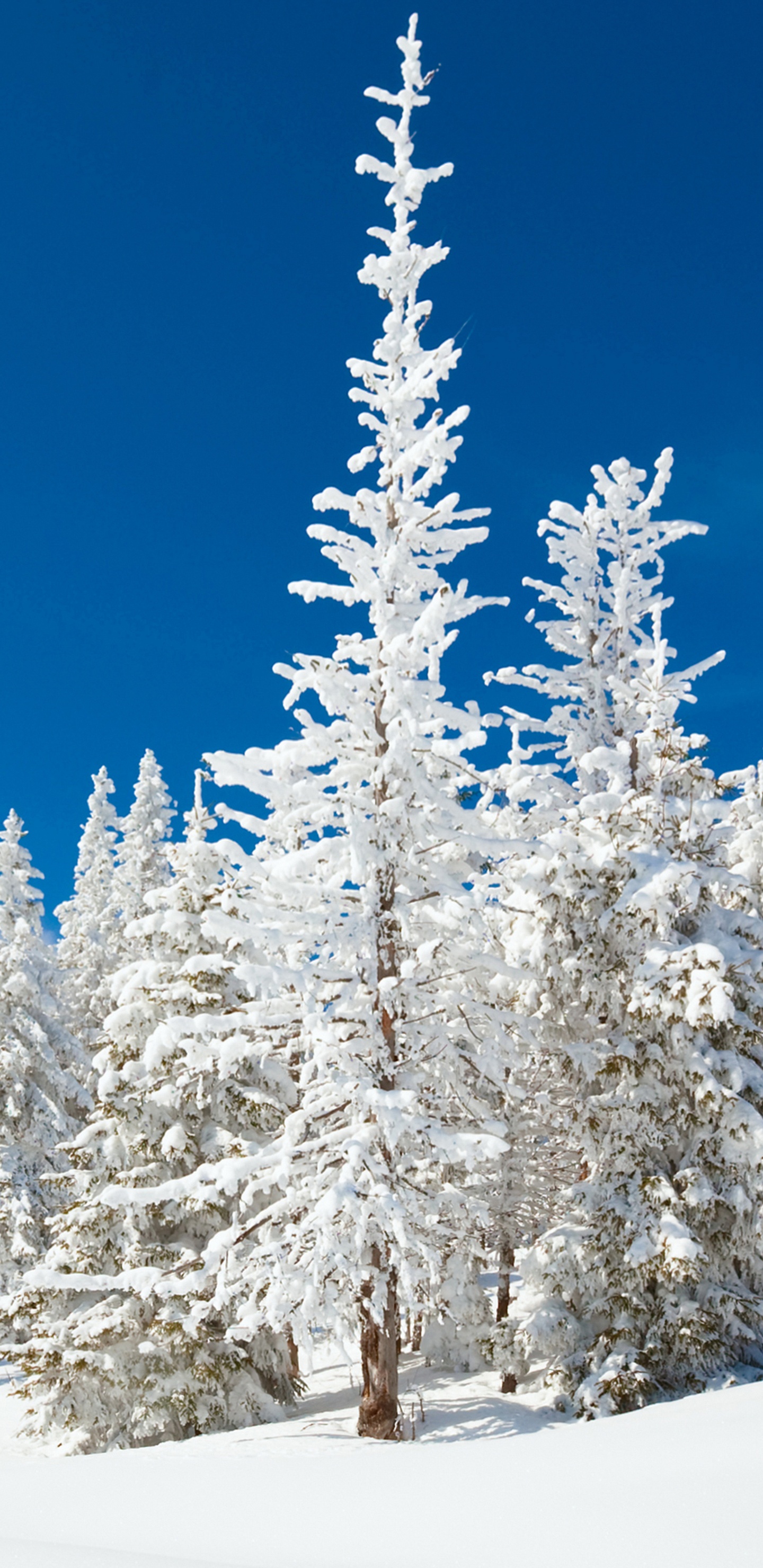 Pins Couverts de Neige Pendant la Journée. Wallpaper in 1440x2960 Resolution