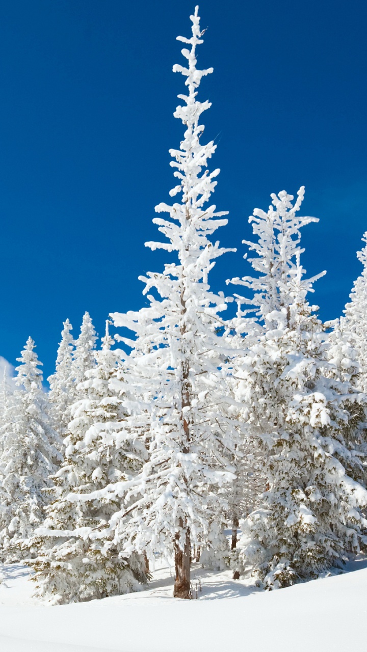 Snow Covered Pine Trees During Daytime. Wallpaper in 720x1280 Resolution