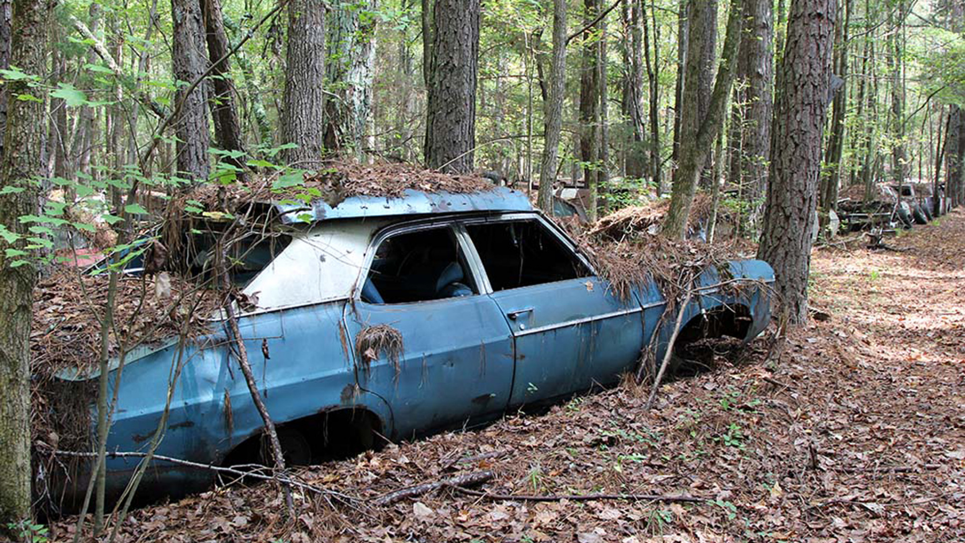 Sedán Azul Estacionado en el Bosque Durante el Día. Wallpaper in 1920x1080 Resolution