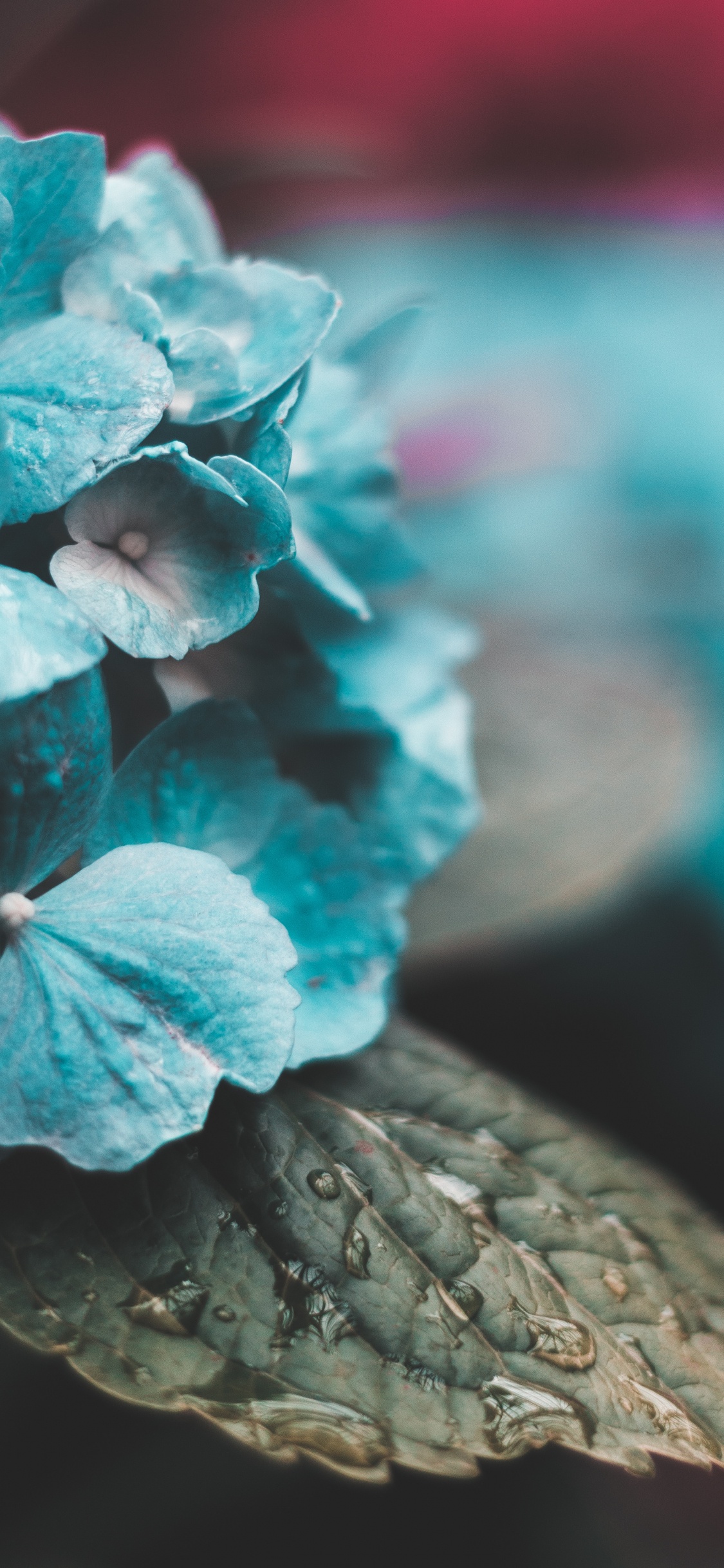 Pink and White Flower in Close up Photography. Wallpaper in 1125x2436 Resolution