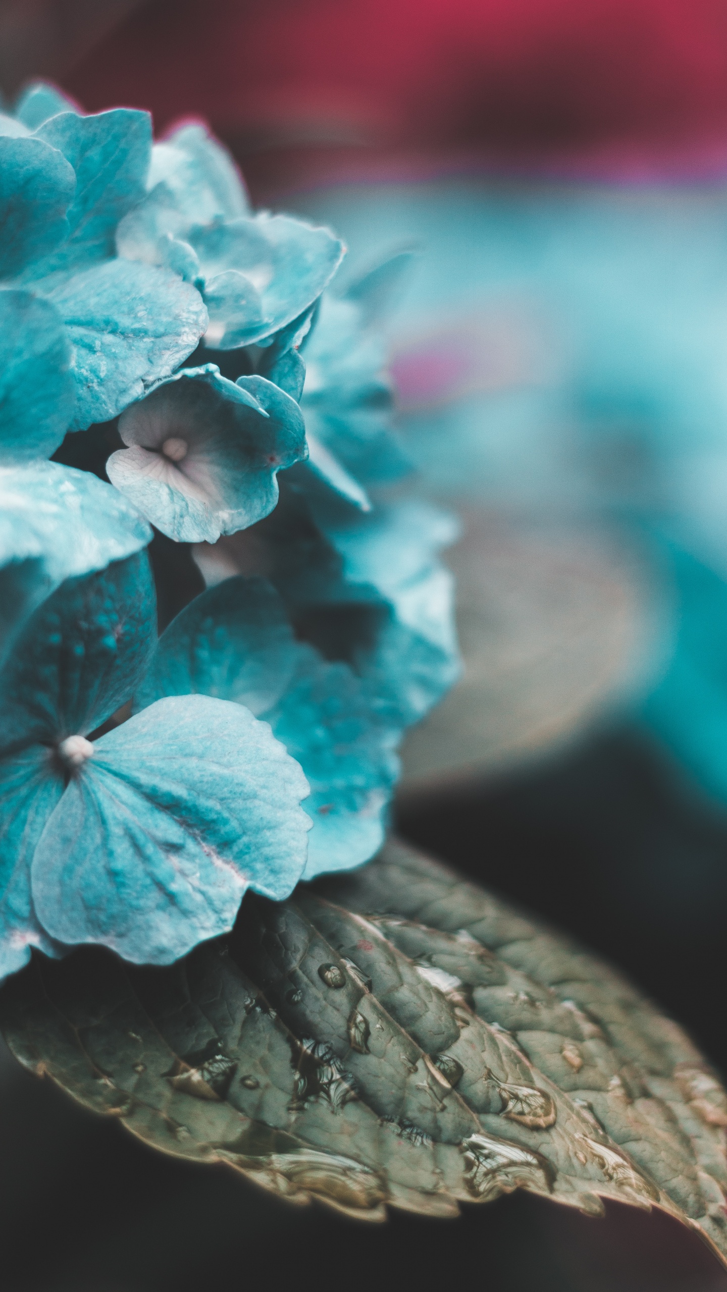 Pink and White Flower in Close up Photography. Wallpaper in 1440x2560 Resolution