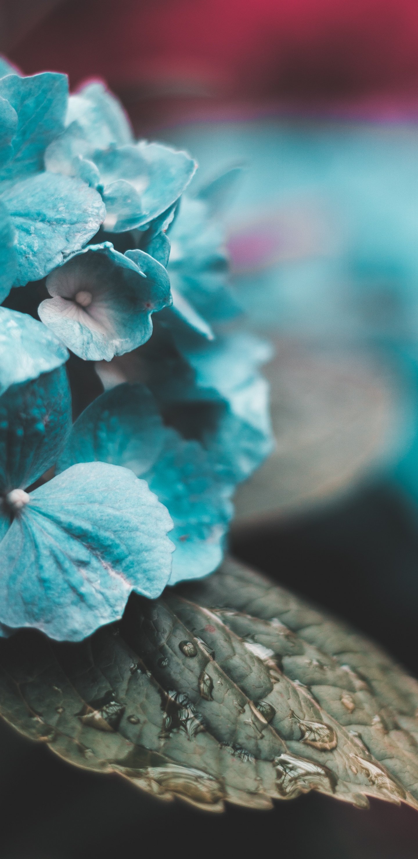 Pink and White Flower in Close up Photography. Wallpaper in 1440x2960 Resolution
