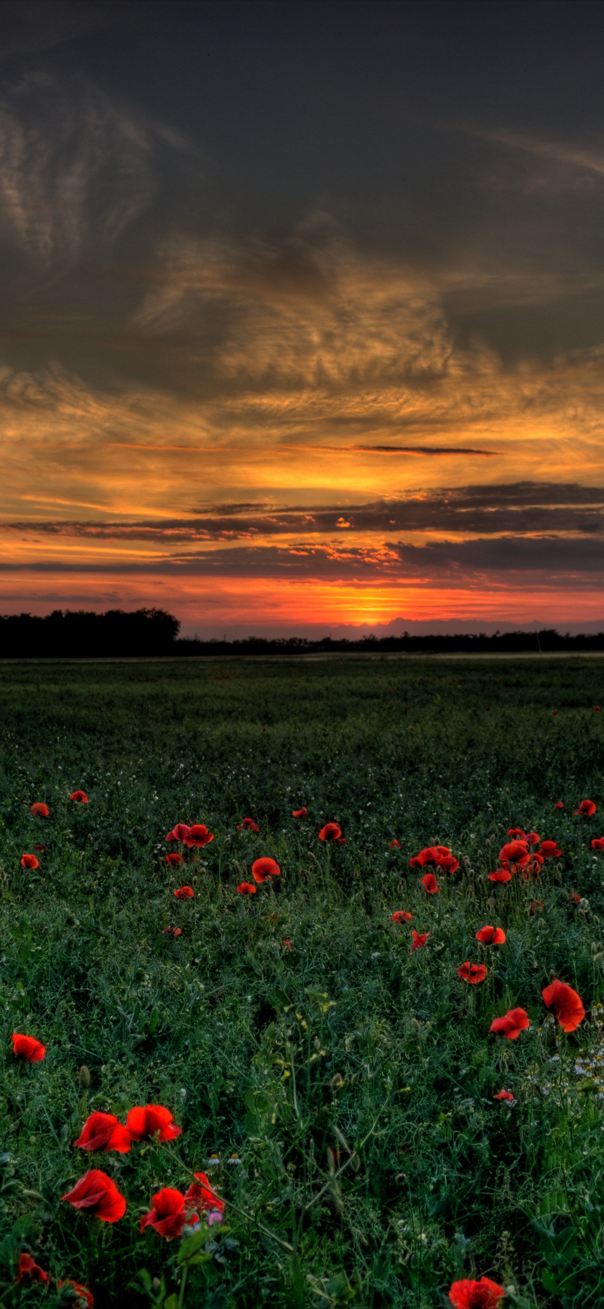 Red Flowers Under Cloudy Sky During Sunset. Wallpaper in 1242x2688 Resolution