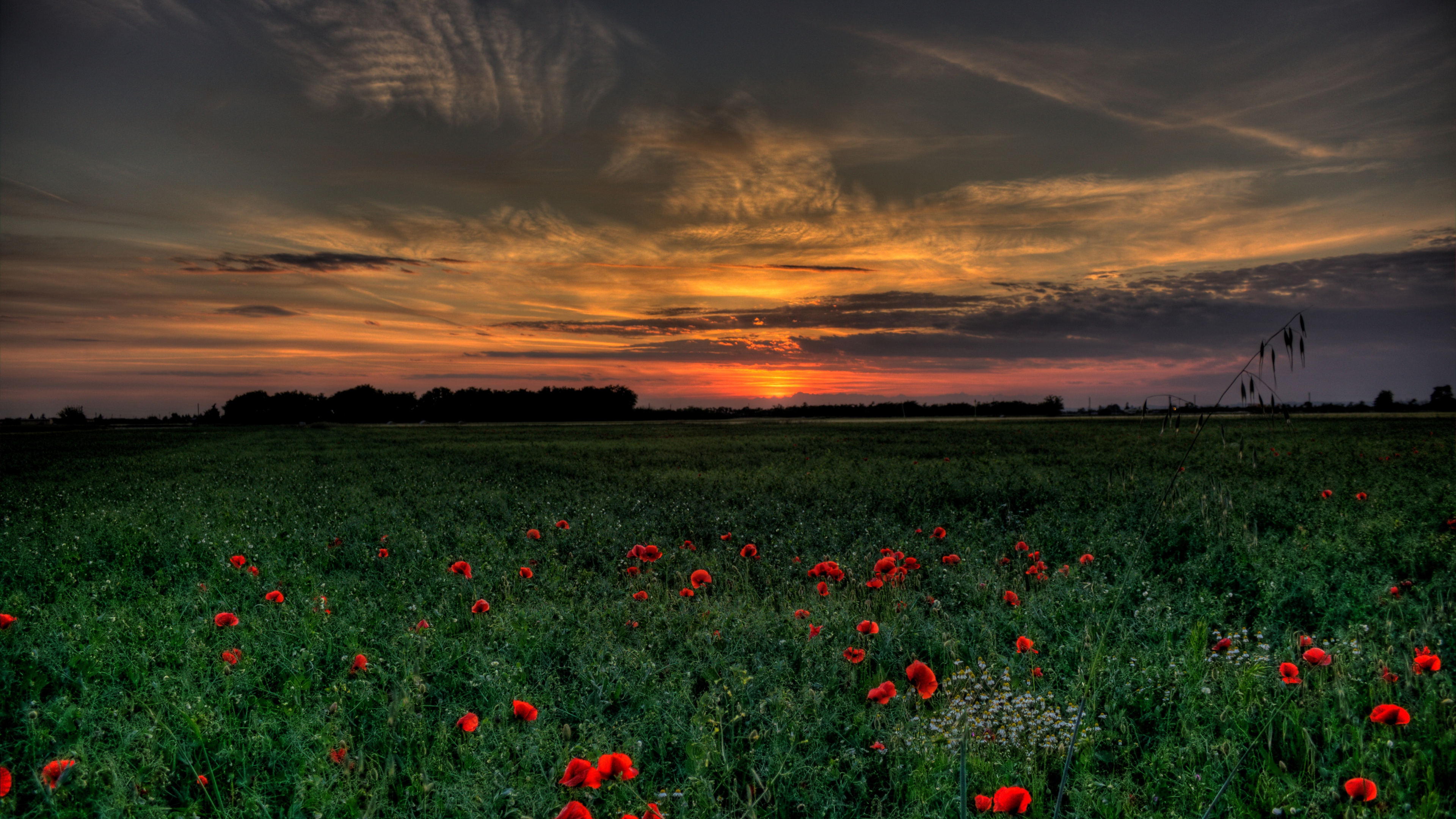 Fleurs Rouges Sous un Ciel Nuageux au Coucher du Soleil. Wallpaper in 3840x2160 Resolution