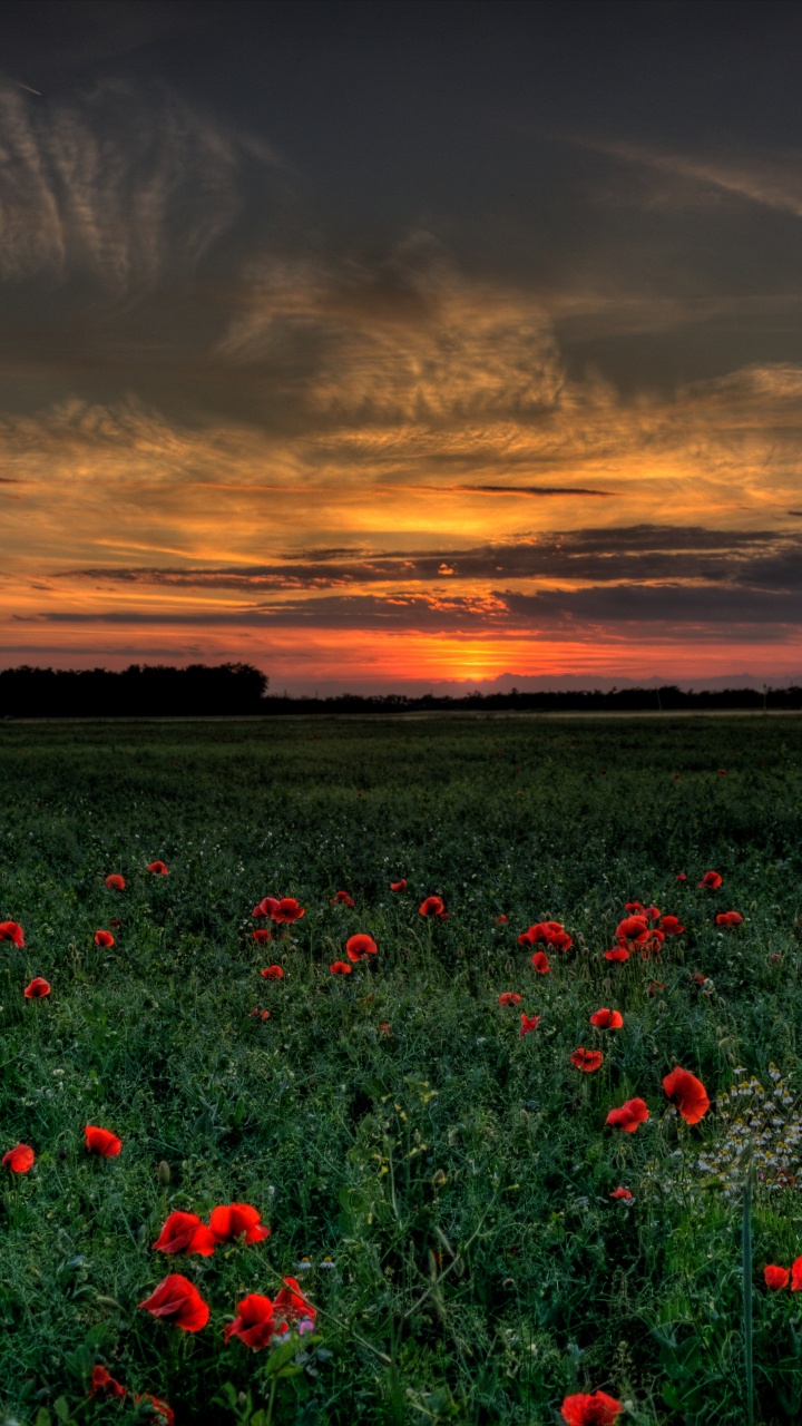 Fleurs Rouges Sous un Ciel Nuageux au Coucher du Soleil. Wallpaper in 720x1280 Resolution