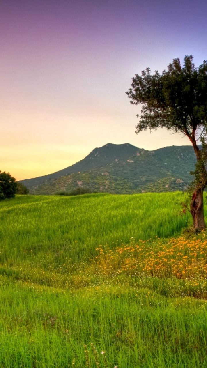 Green Grass Field During Sunset. Wallpaper in 720x1280 Resolution