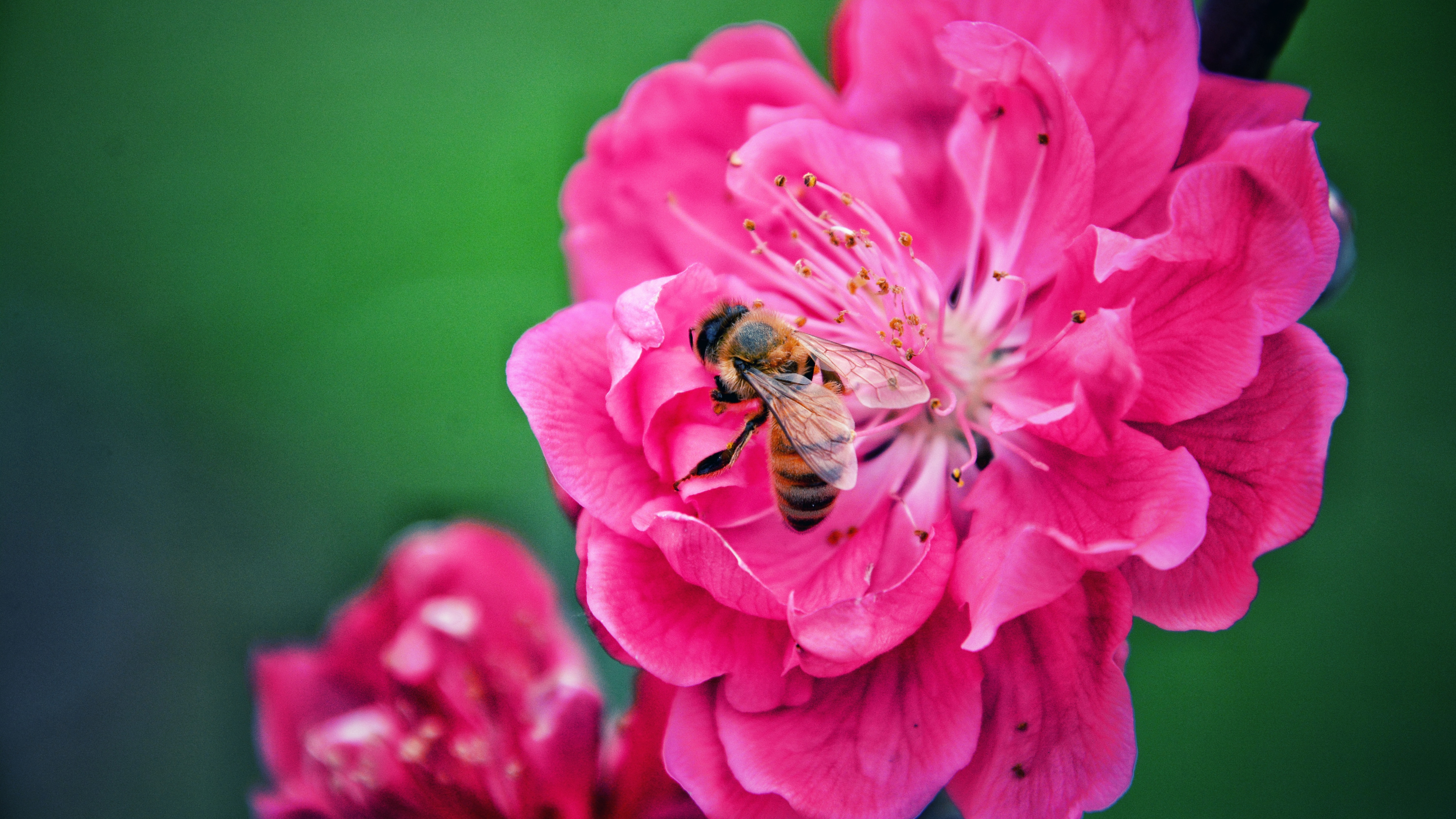 Honeybee Perched on Purple Flower in Close up Photography During Daytime. Wallpaper in 3840x2160 Resolution