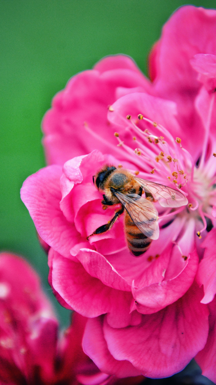 Abeille Perchée Sur Une Fleur Pourpre en Photographie Rapprochée Pendant la Journée. Wallpaper in 750x1334 Resolution