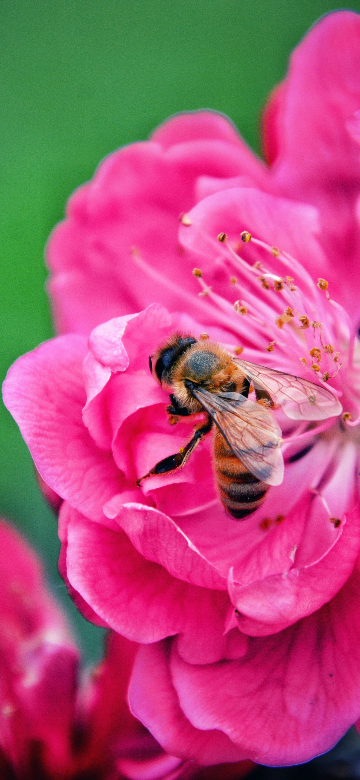 Abeja Posada Sobre Flor Violeta en Fotografía de Cerca Durante el Día. Wallpaper in 1242x2688 Resolution