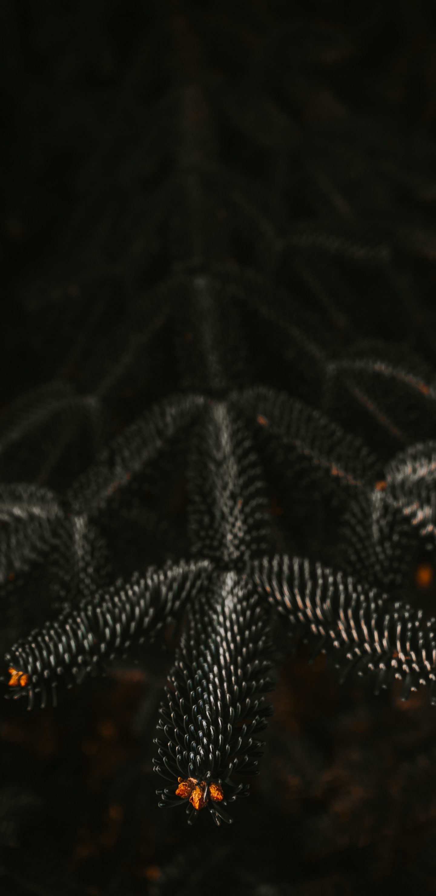 黑色的, 空间, 光, 天空 壁纸 1440x2960 允许