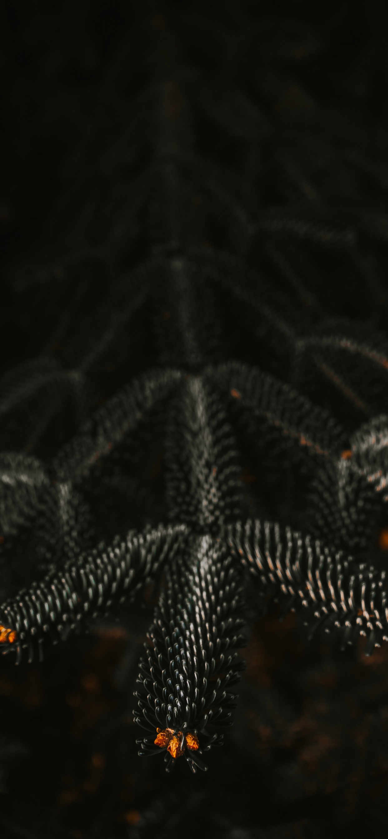 Green Pine Tree in Close up Photography. Wallpaper in 1242x2688 Resolution