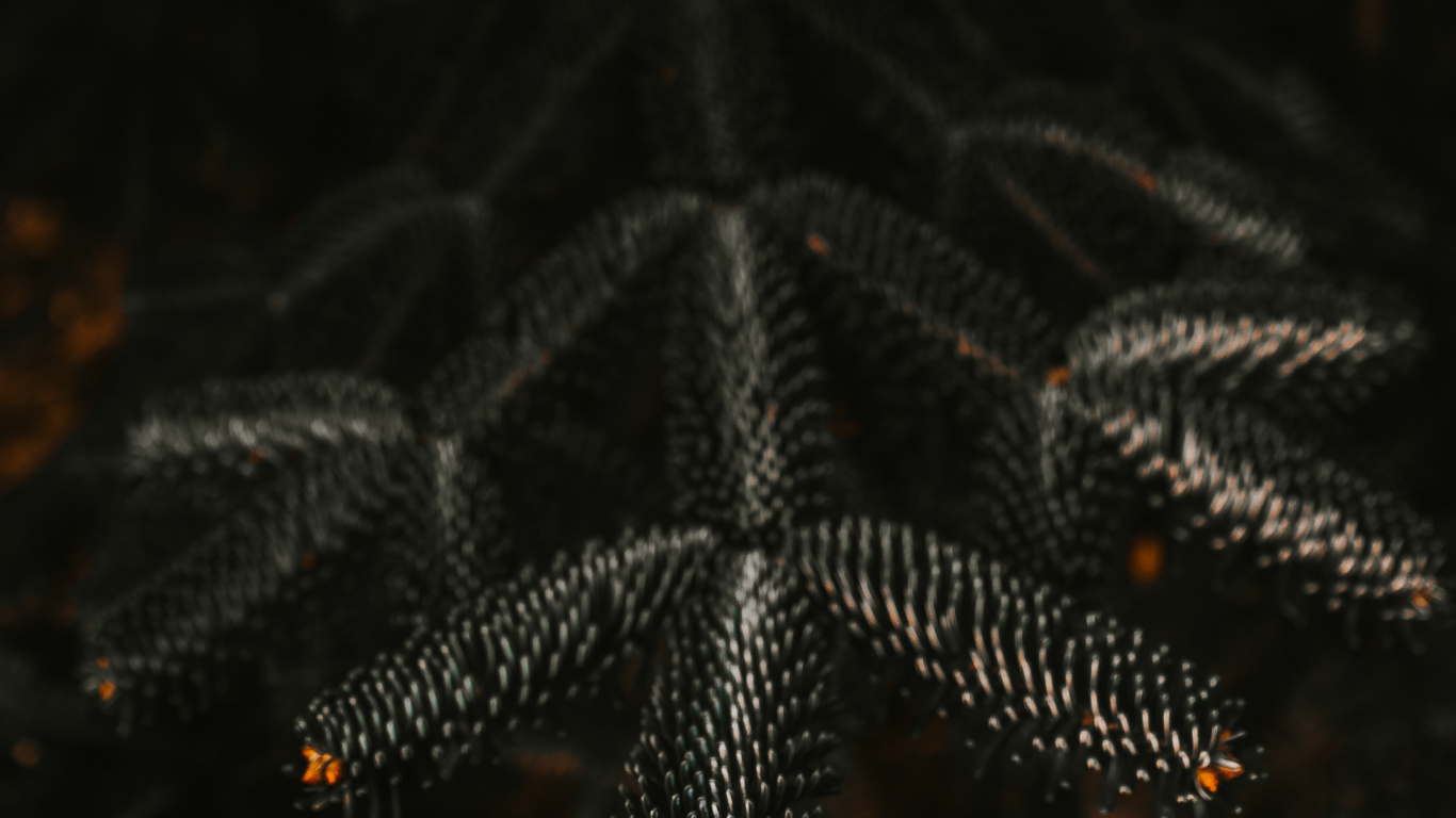 Green Pine Tree in Close up Photography. Wallpaper in 1366x768 Resolution