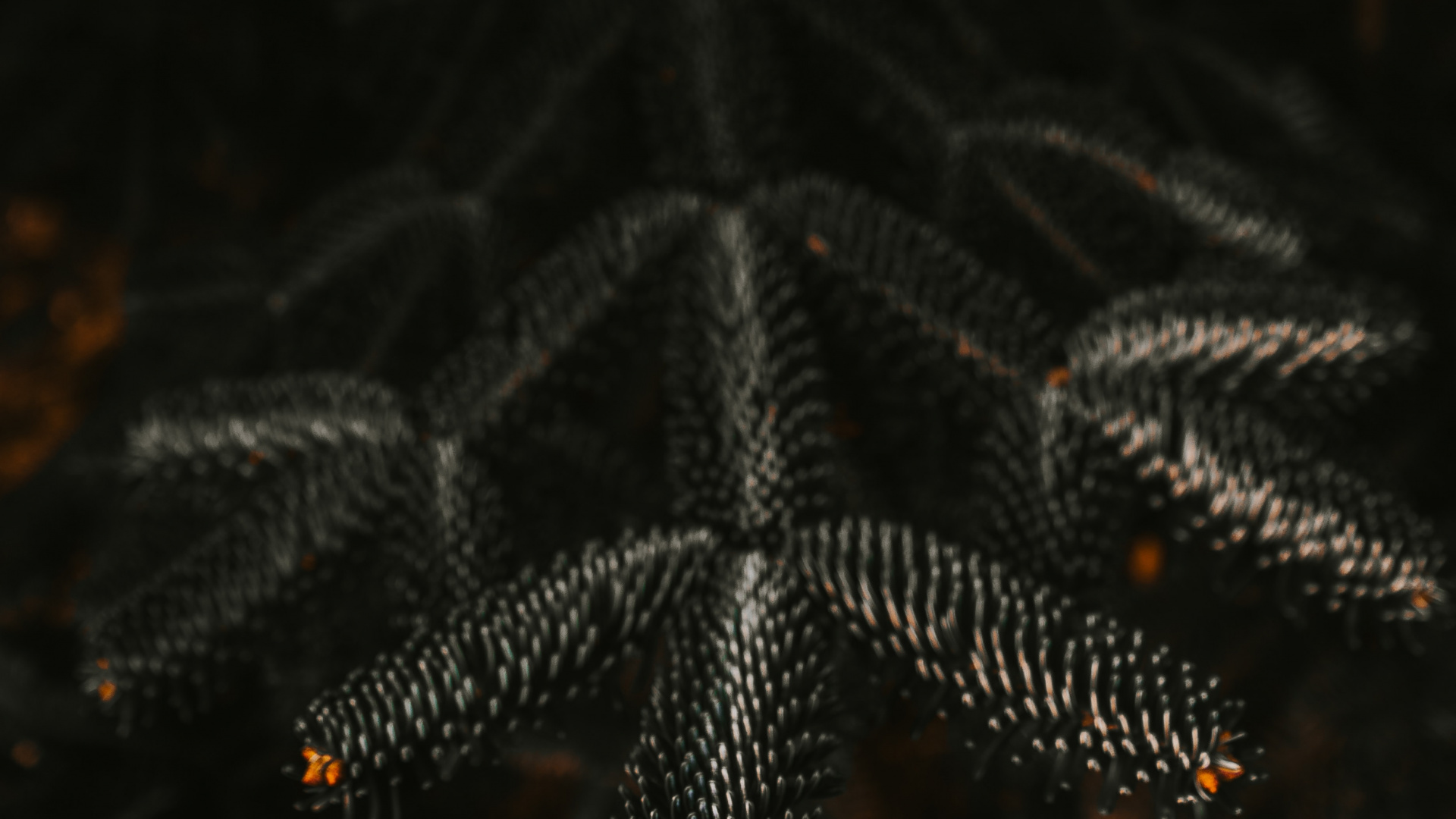 Green Pine Tree in Close up Photography. Wallpaper in 1920x1080 Resolution