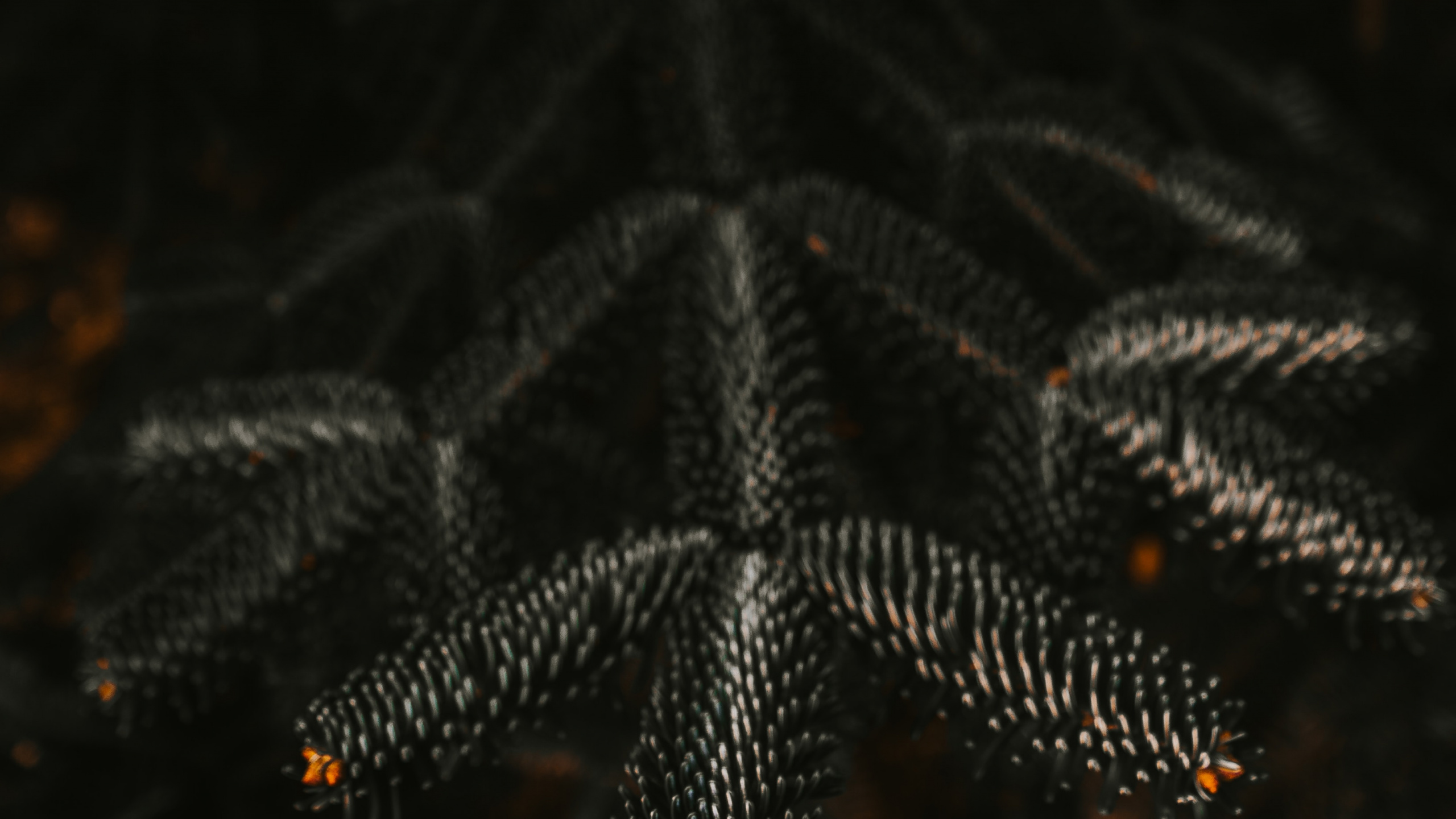 Green Pine Tree in Close up Photography. Wallpaper in 2560x1440 Resolution