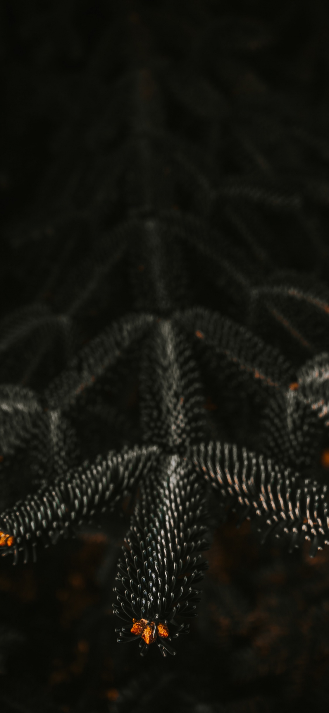 Pin Vert en Photographie Rapprochée. Wallpaper in 1125x2436 Resolution