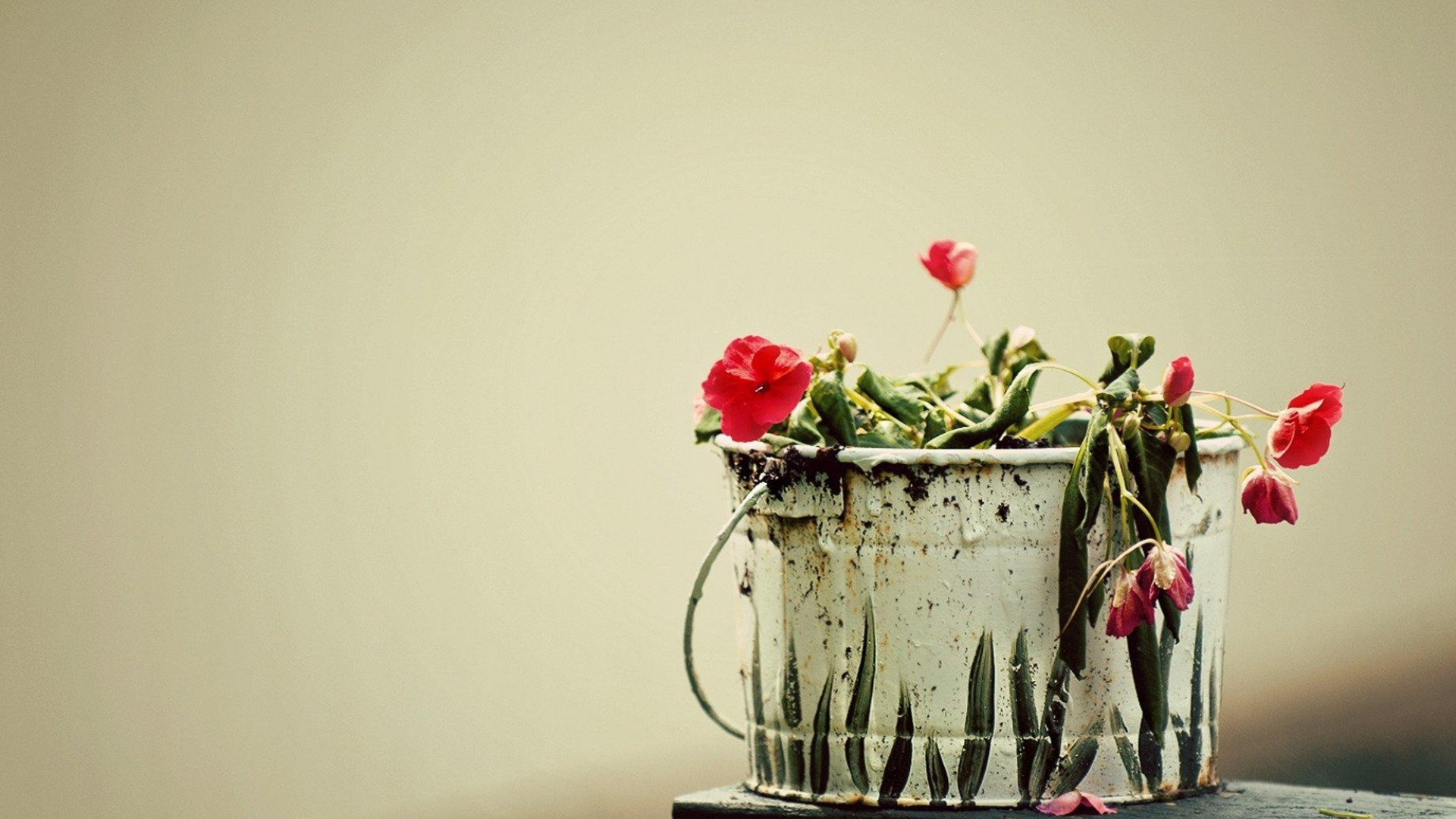 Roses Rouges Dans un Vase en Céramique Blanche. Wallpaper in 1920x1080 Resolution