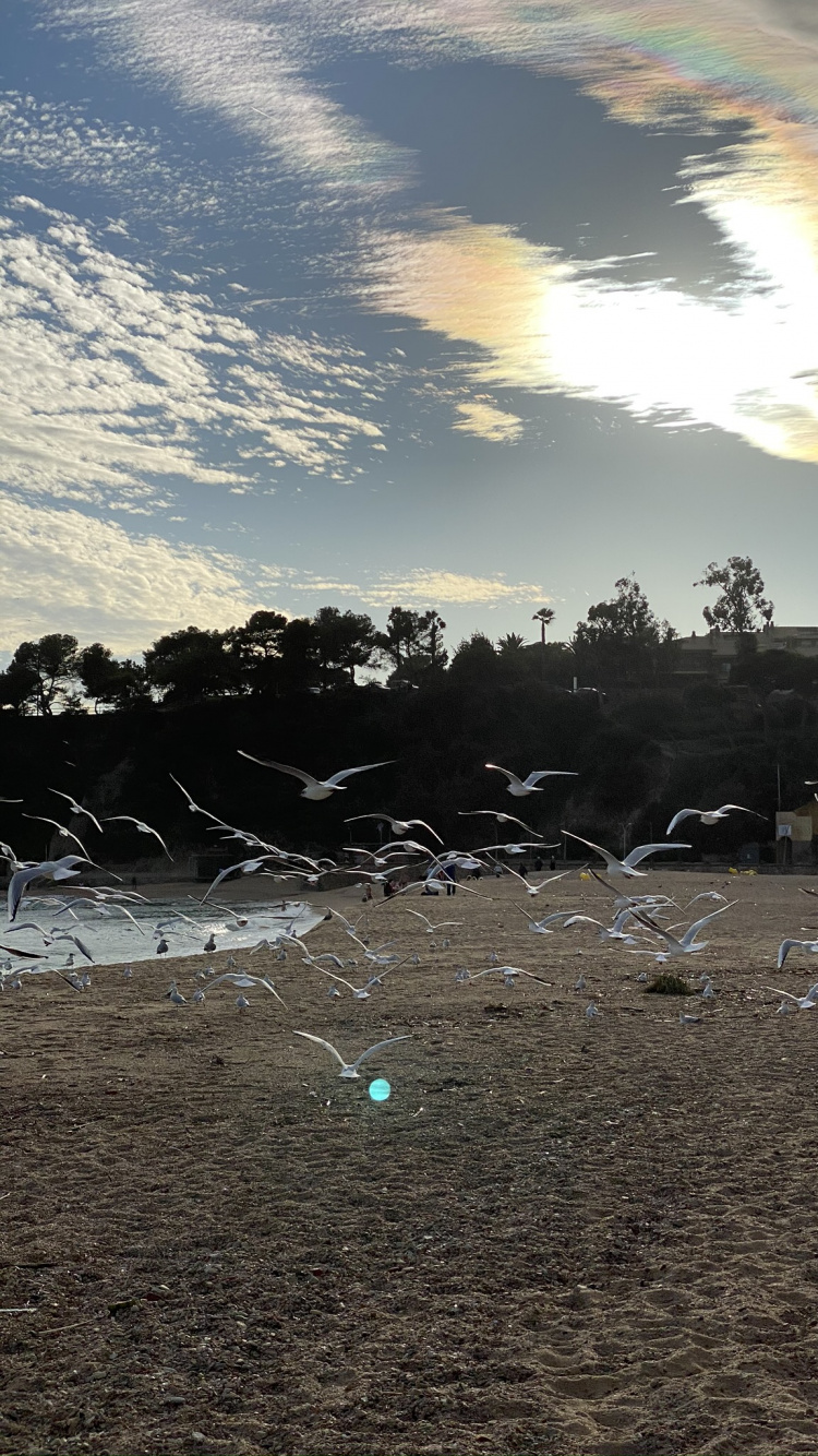 Science, Biology, Sunlight, Sunset, Sunrise. Wallpaper in 750x1334 Resolution