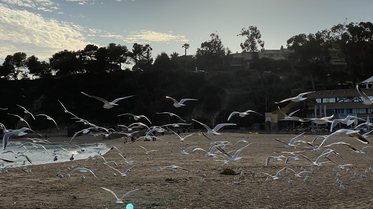 Sciences, Biologie, Lever, Afterglow, Soir. Wallpaper in 1280x720 Resolution