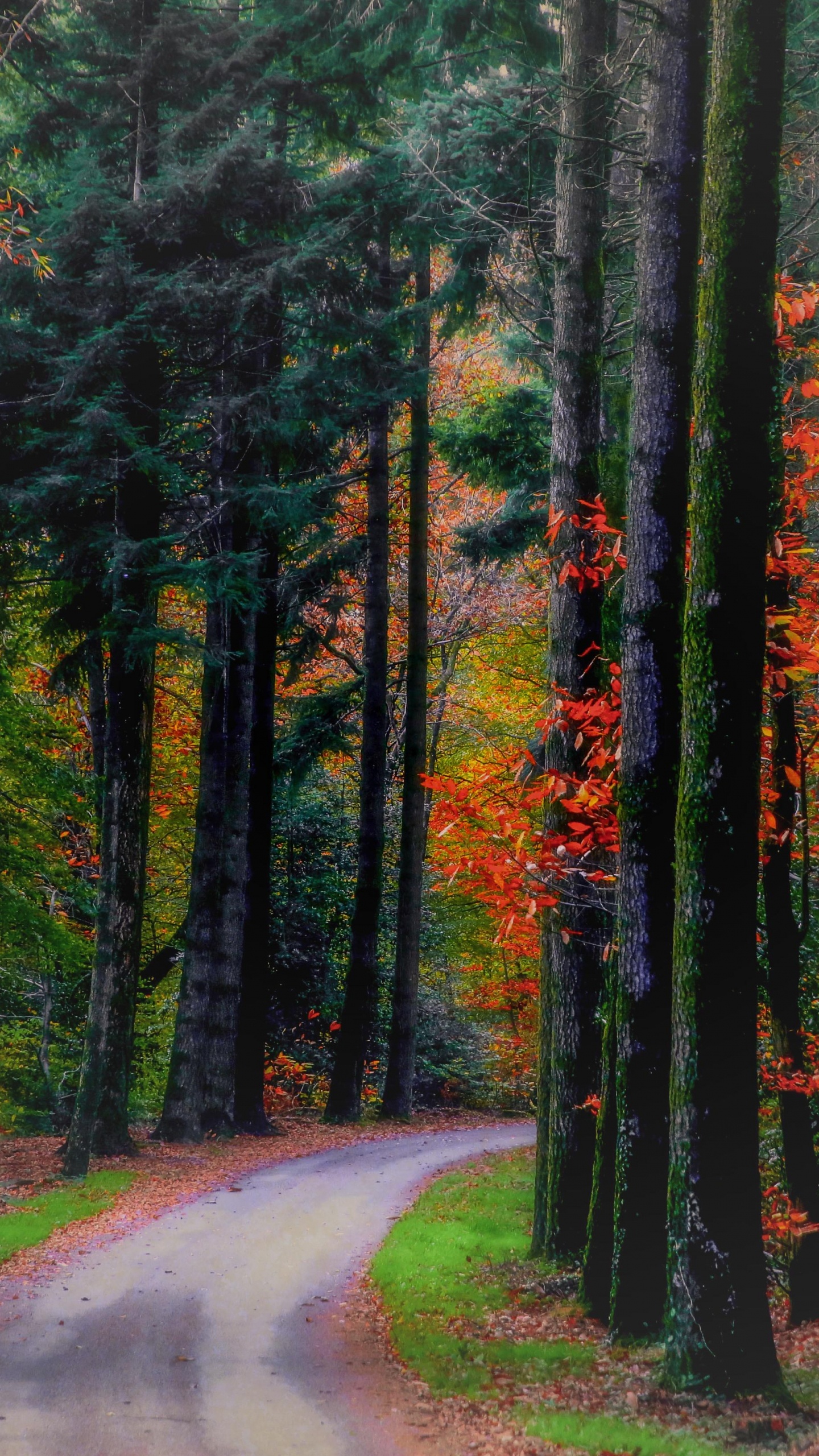 Tagsüber Grüne Bäume Neben Der Straße. Wallpaper in 1440x2560 Resolution