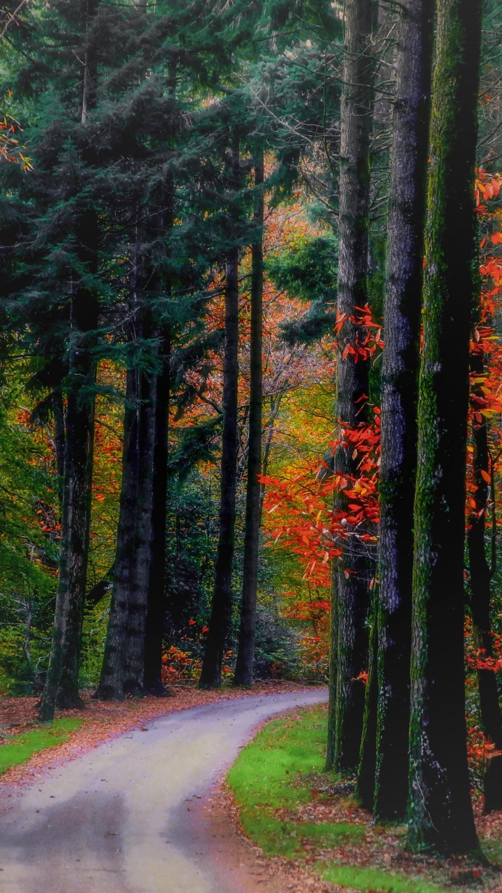 Tagsüber Grüne Bäume Neben Der Straße. Wallpaper in 720x1280 Resolution