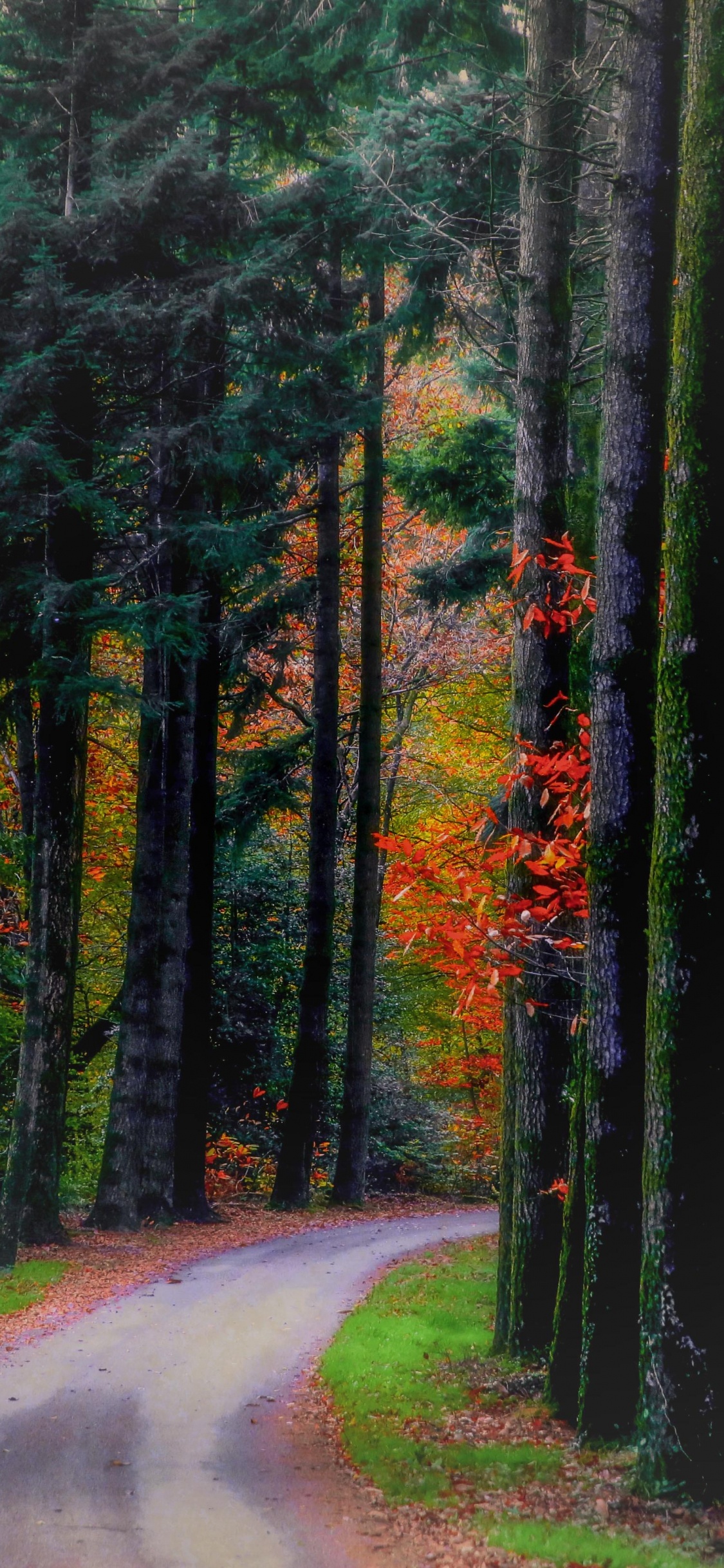 Green Trees Beside Road During Daytime. Wallpaper in 1125x2436 Resolution