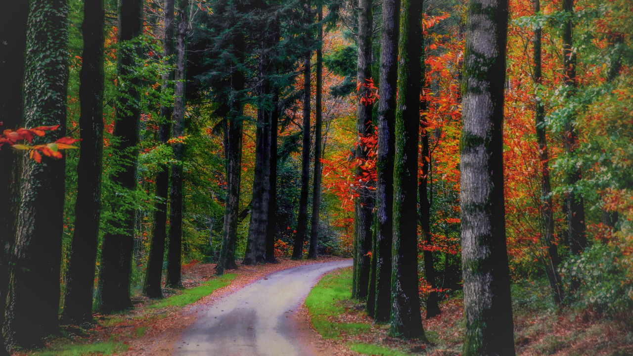 Green Trees Beside Road During Daytime. Wallpaper in 1280x720 Resolution