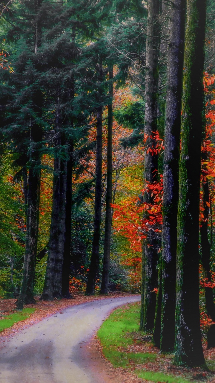 Green Trees Beside Road During Daytime. Wallpaper in 720x1280 Resolution