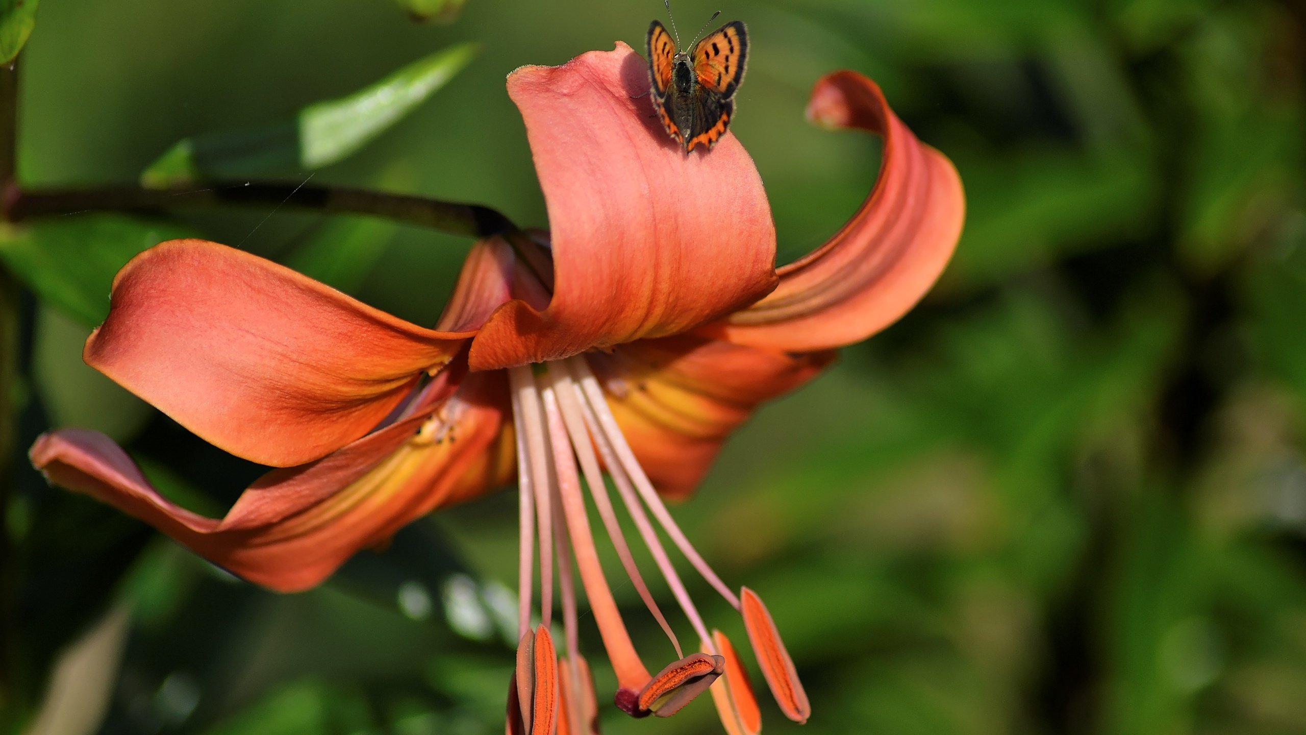 Mariposa Negra y Amarilla en Flor Rosa. Wallpaper in 2560x1440 Resolution