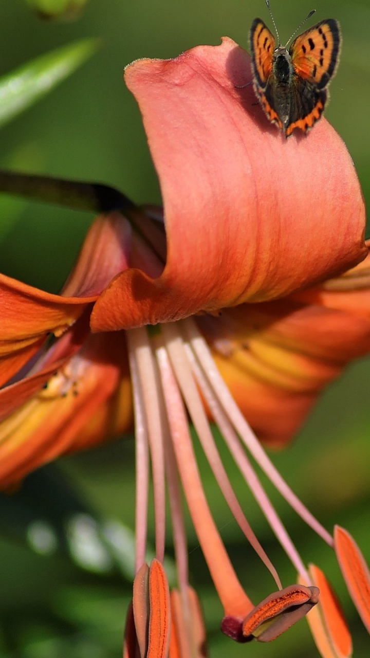 Mariposa Negra y Amarilla en Flor Rosa. Wallpaper in 720x1280 Resolution