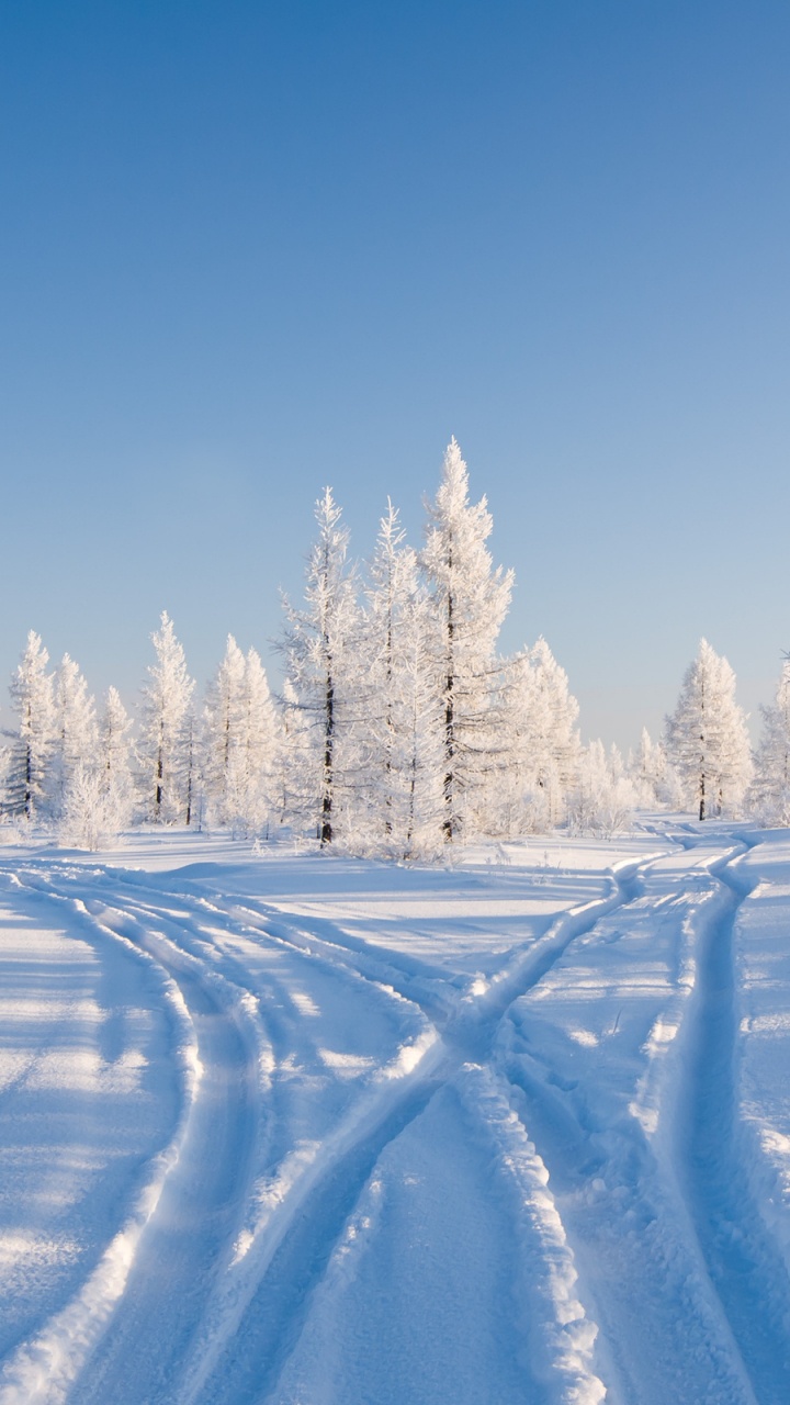 Schneebedeckte Bäume Unter Blauem Himmel Tagsüber. Wallpaper in 720x1280 Resolution